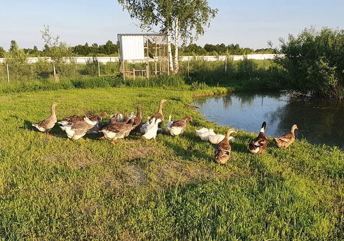 Продается животноводческая ферма в Калужской области.