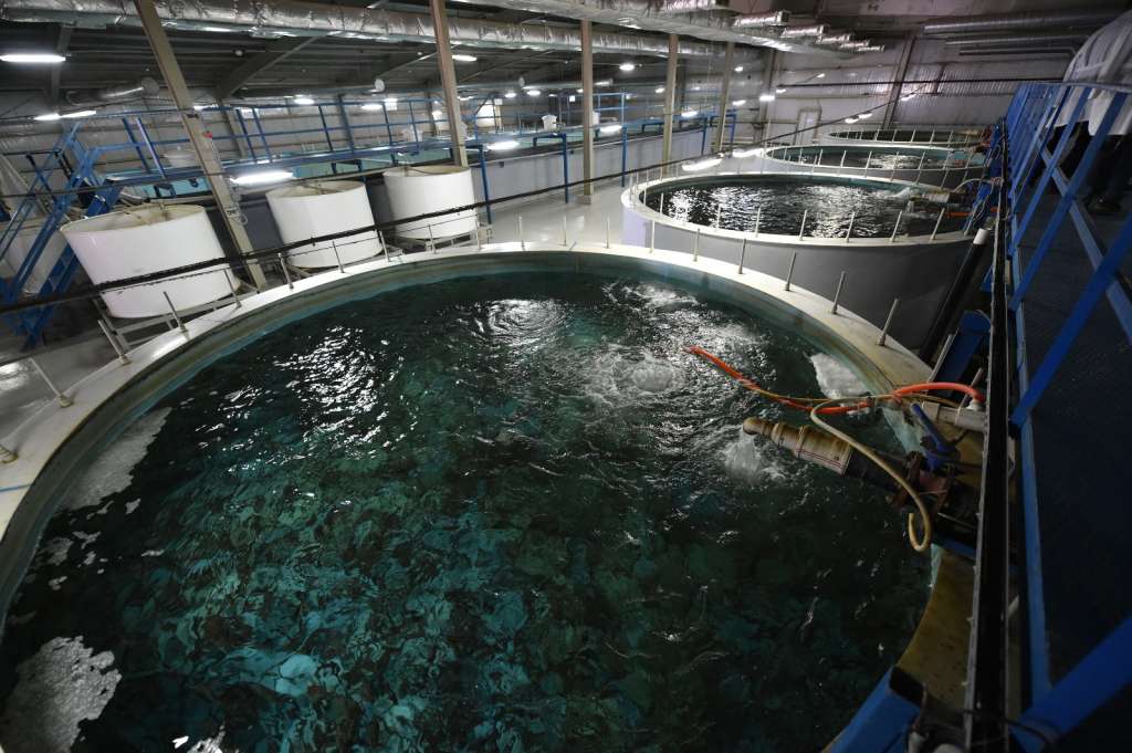 Хозяйство по разведению раков и товарной рыбы
