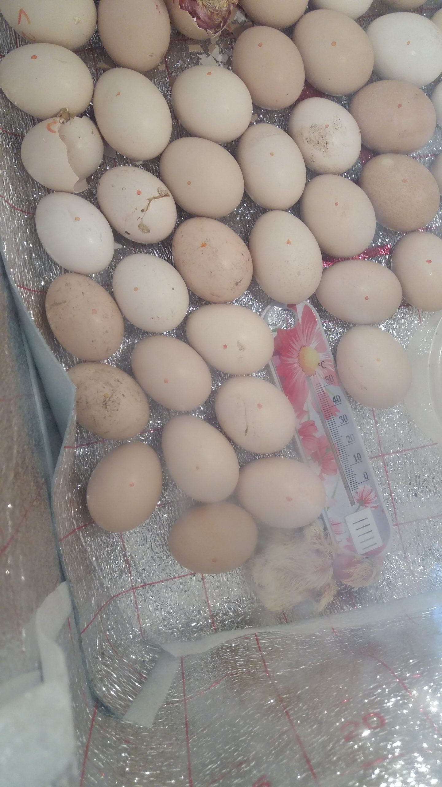 ищу инвестора на строительство птицефермы по производству куриных яиц